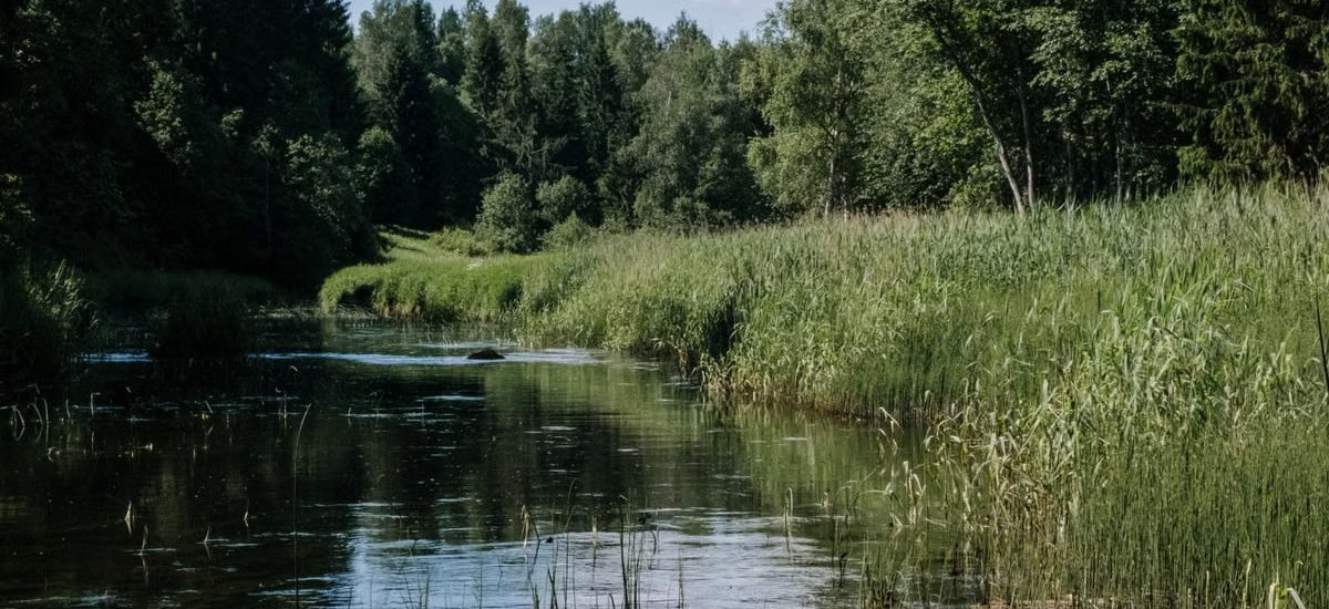 A tranquil riverbank surrounded by lush green trees and vegetation on a sunny summer day.