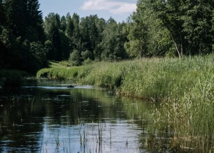 A tranquil riverbank surrounded by lush green trees and vegetation on a sunny summer day.